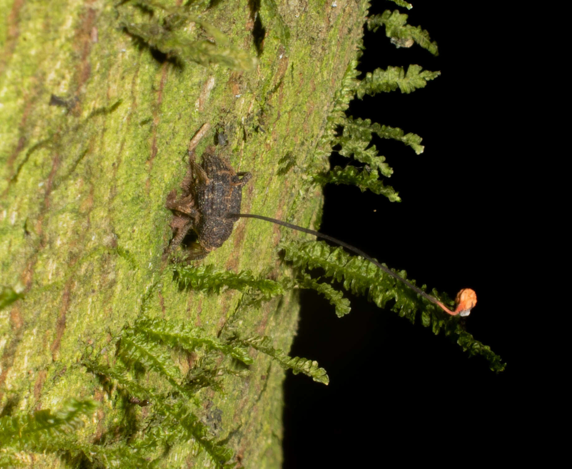 Image of Ophiocordyceps curculionum (Tul. & C. Tul.) G. H. Sung, J. M. Sung, Hywel-Jones & Spatafora 2007