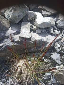 Image of Agrostis muelleriana Vickery