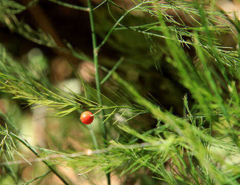 Image of Broom asparagus