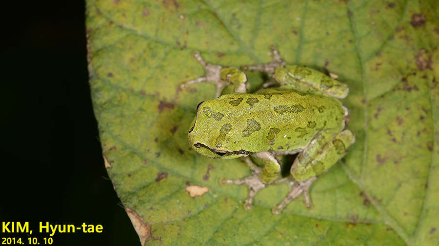 Image of Japanese Tree Frog