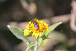 Imagem de Acmaeodera flavomarginata (Gray 1832)