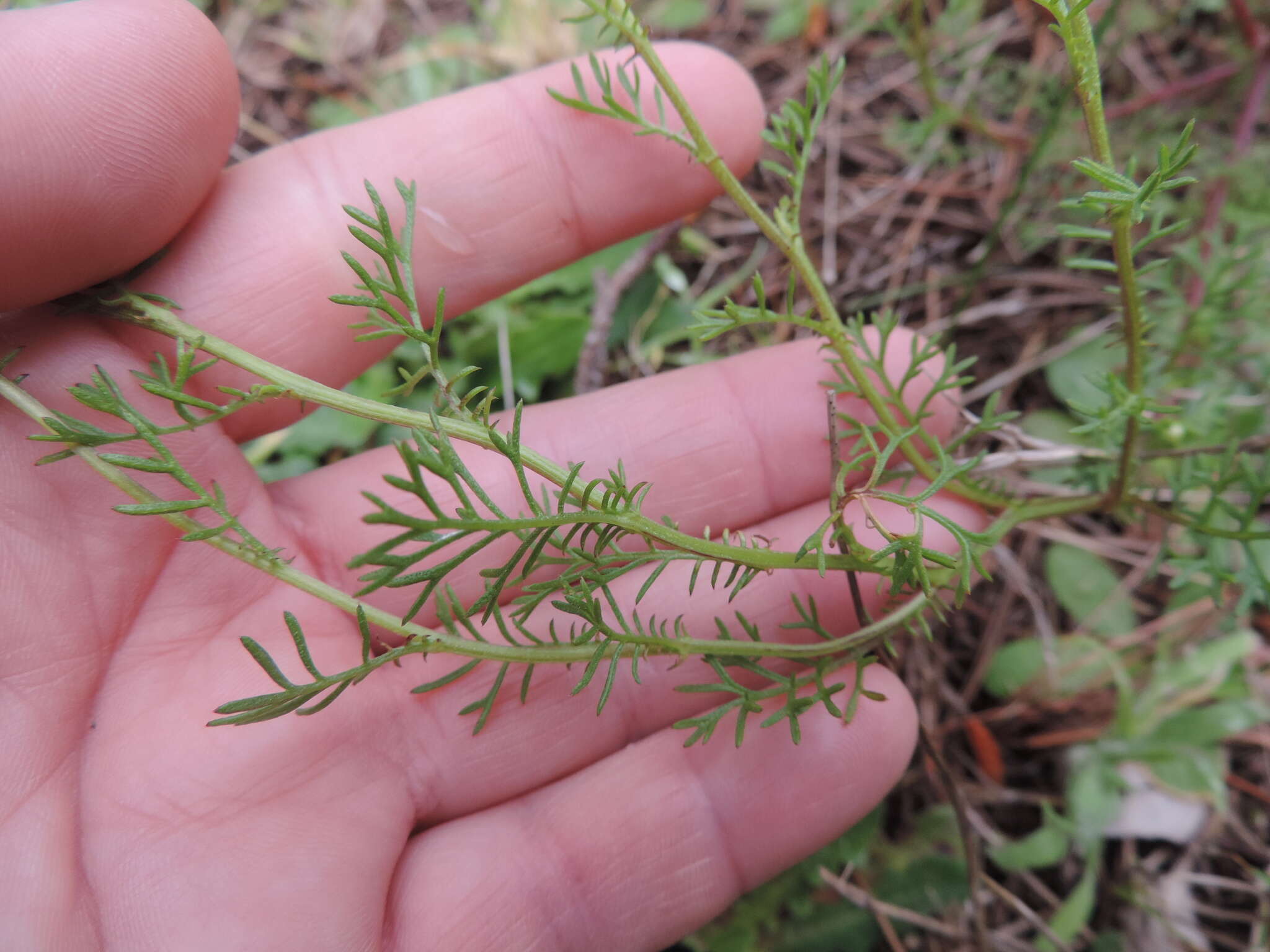 Ursinia anthemoides subsp. anthemoides resmi