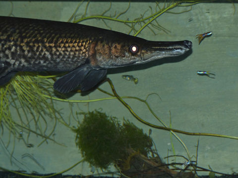 Image of alligator gar