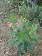 Image of Euphorbia kraussiana Bernh. ex C. Krauss