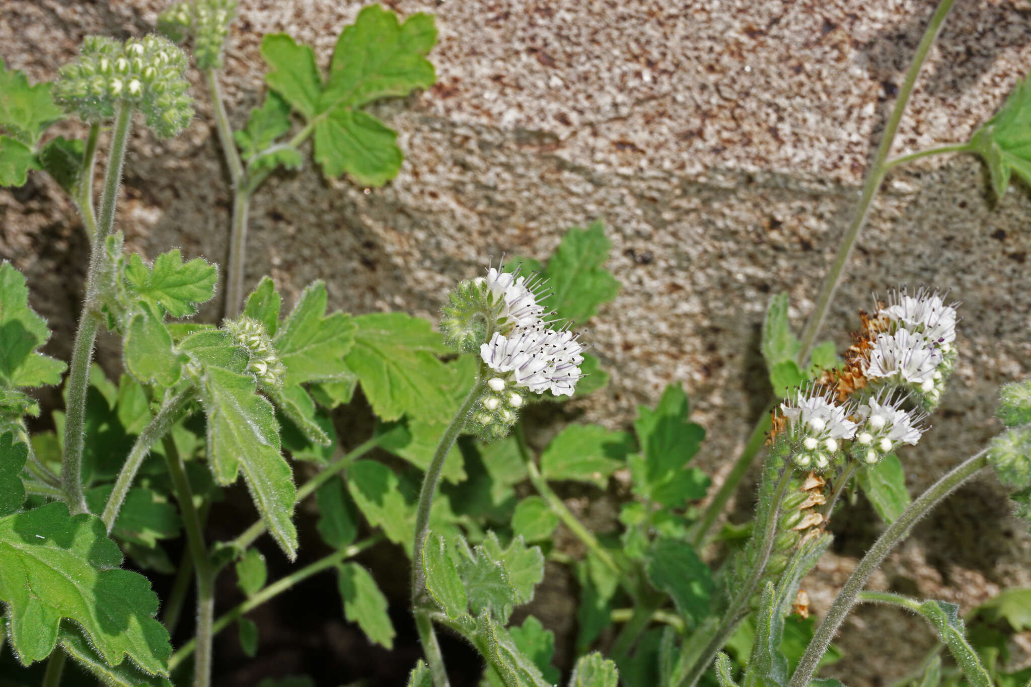 Phacelia rupestris Greene的圖片