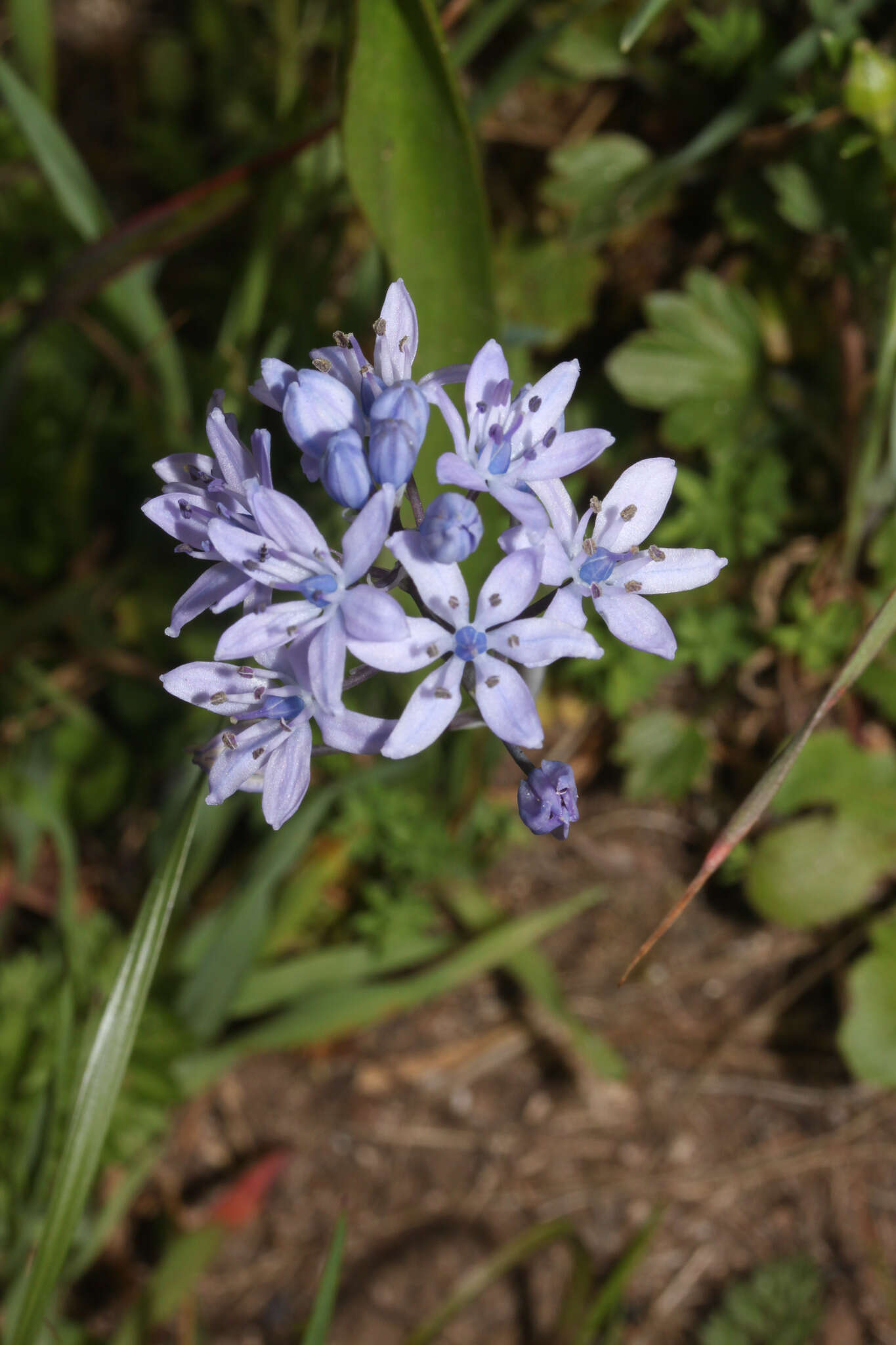 Image of Scilla monophyllos Link