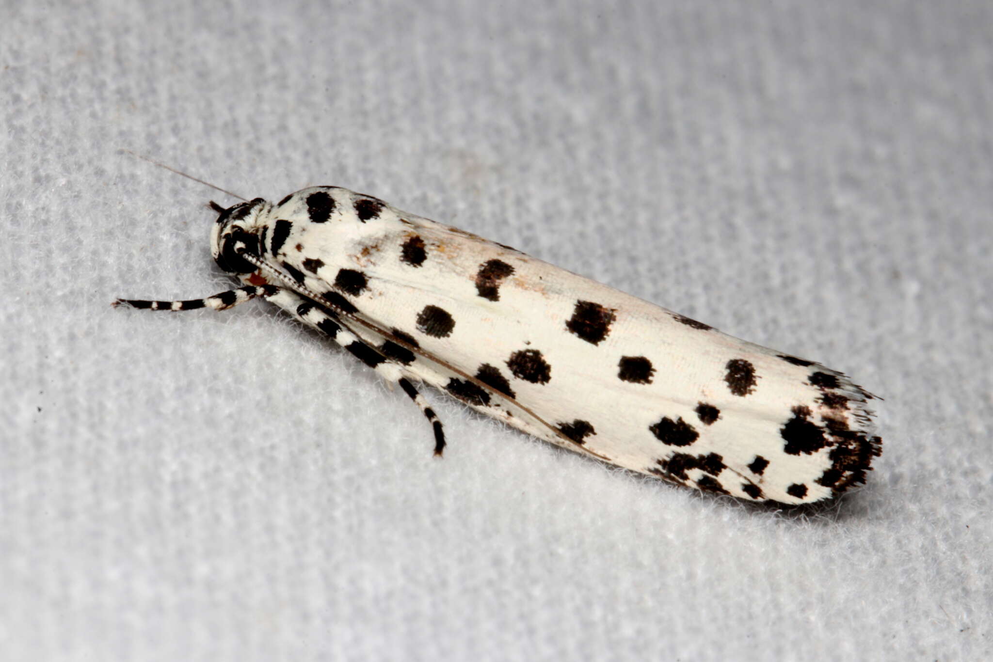 Image of Ethmia clytodoxa Turner 1917