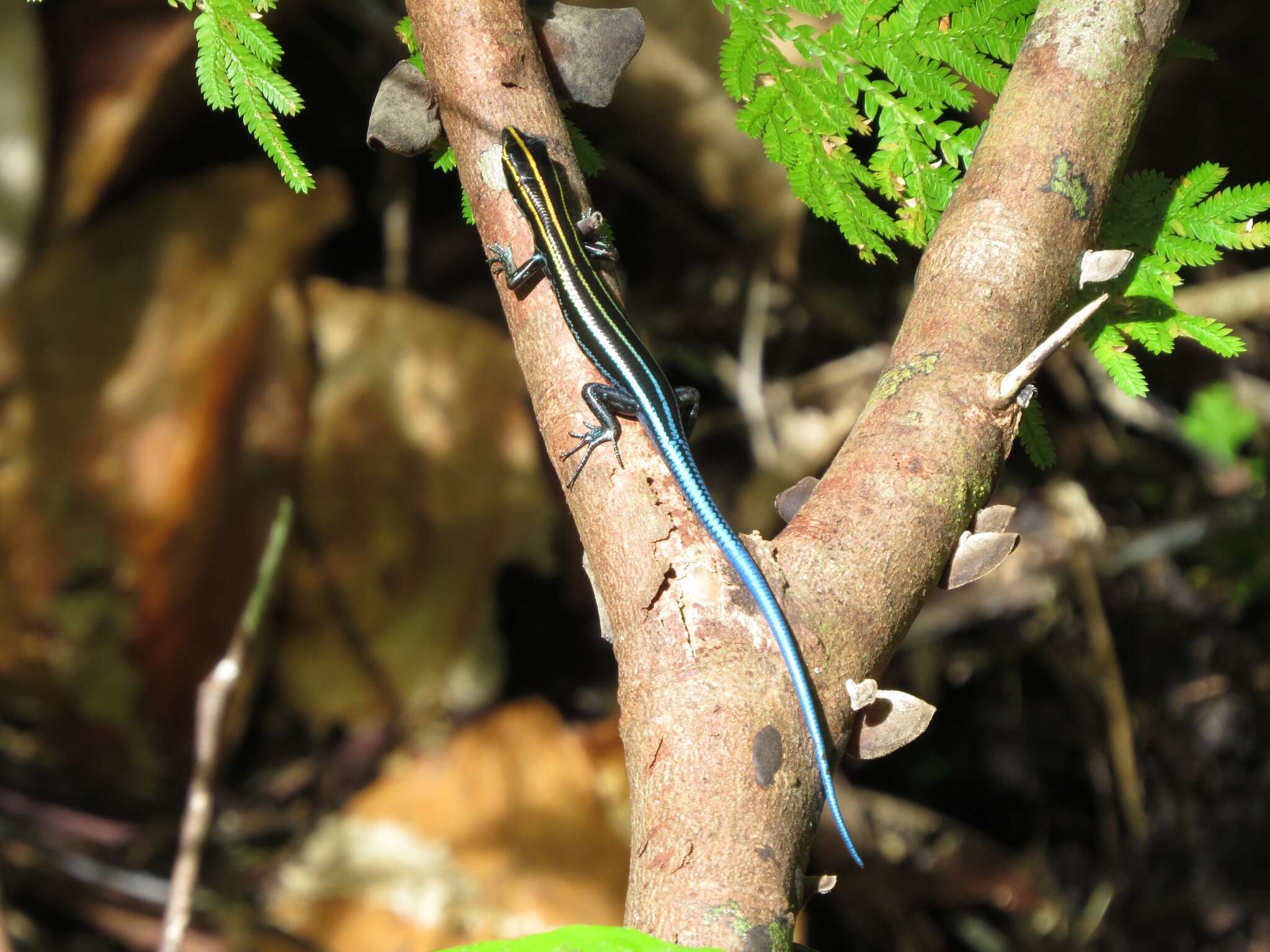 Image of Pacific Blue-Tail Skink