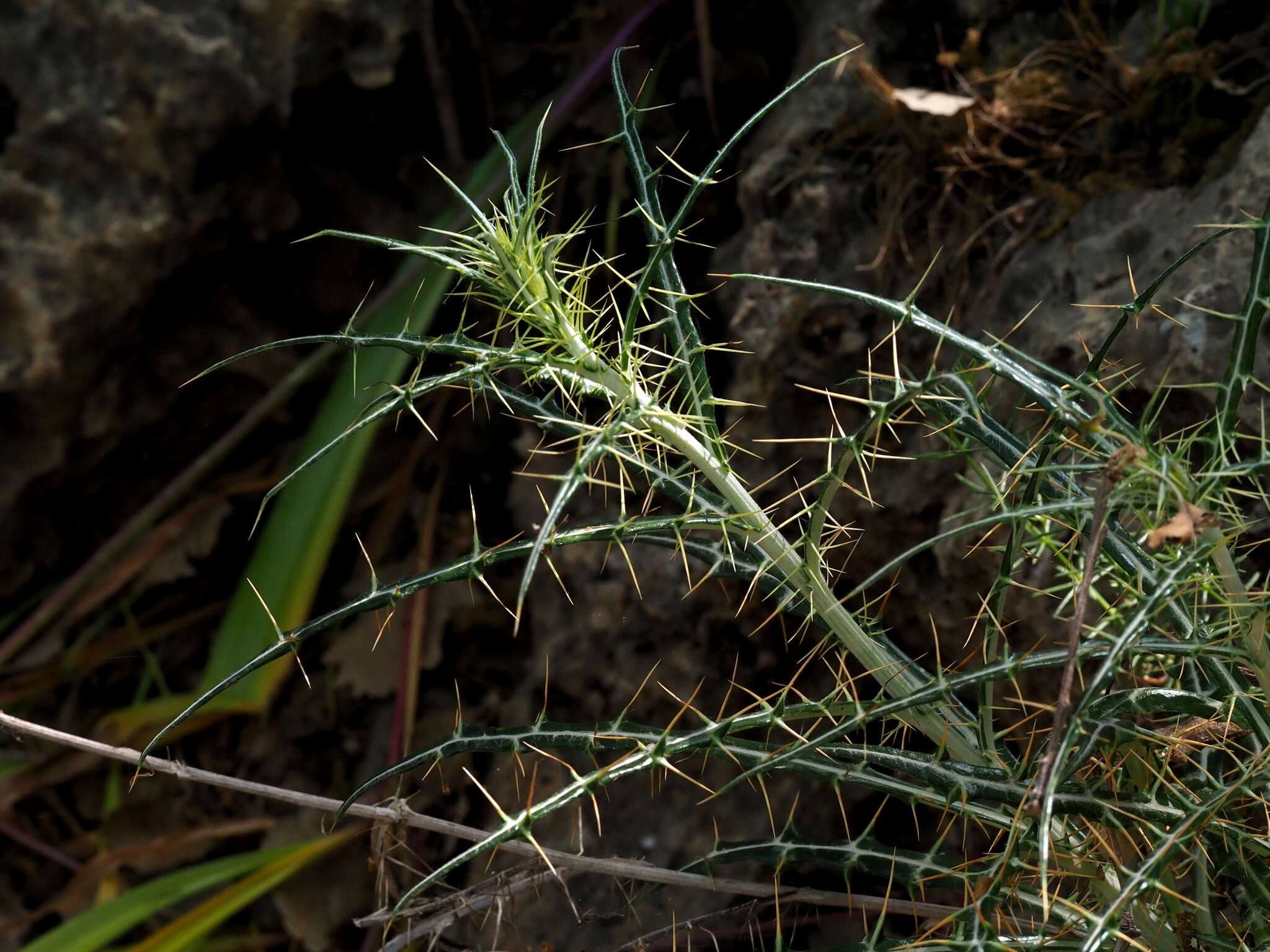 Image de Ptilostemon diacantha (Labill.) Greuter