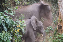 Image of African forest elephant