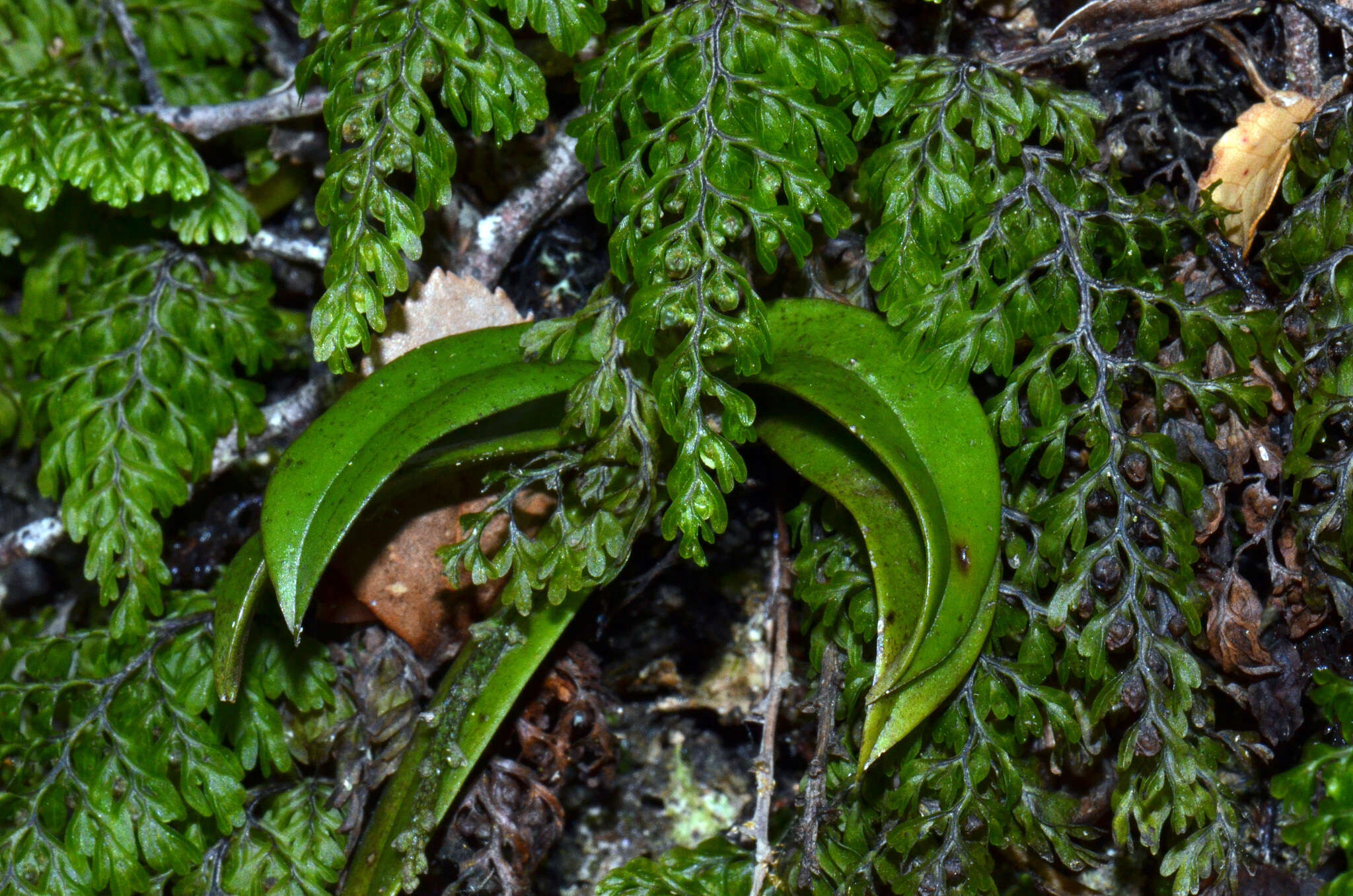 Plancia ëd Drymoanthus adversus (Hook. fil.) Dockrill