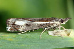 Image of Crambus heringiellus Herrich-Schäffer 1949