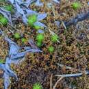 Sphagnum pylaesii Bridel 1827的圖片