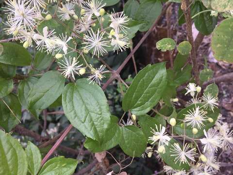 Imagem de Clematis javana DC.