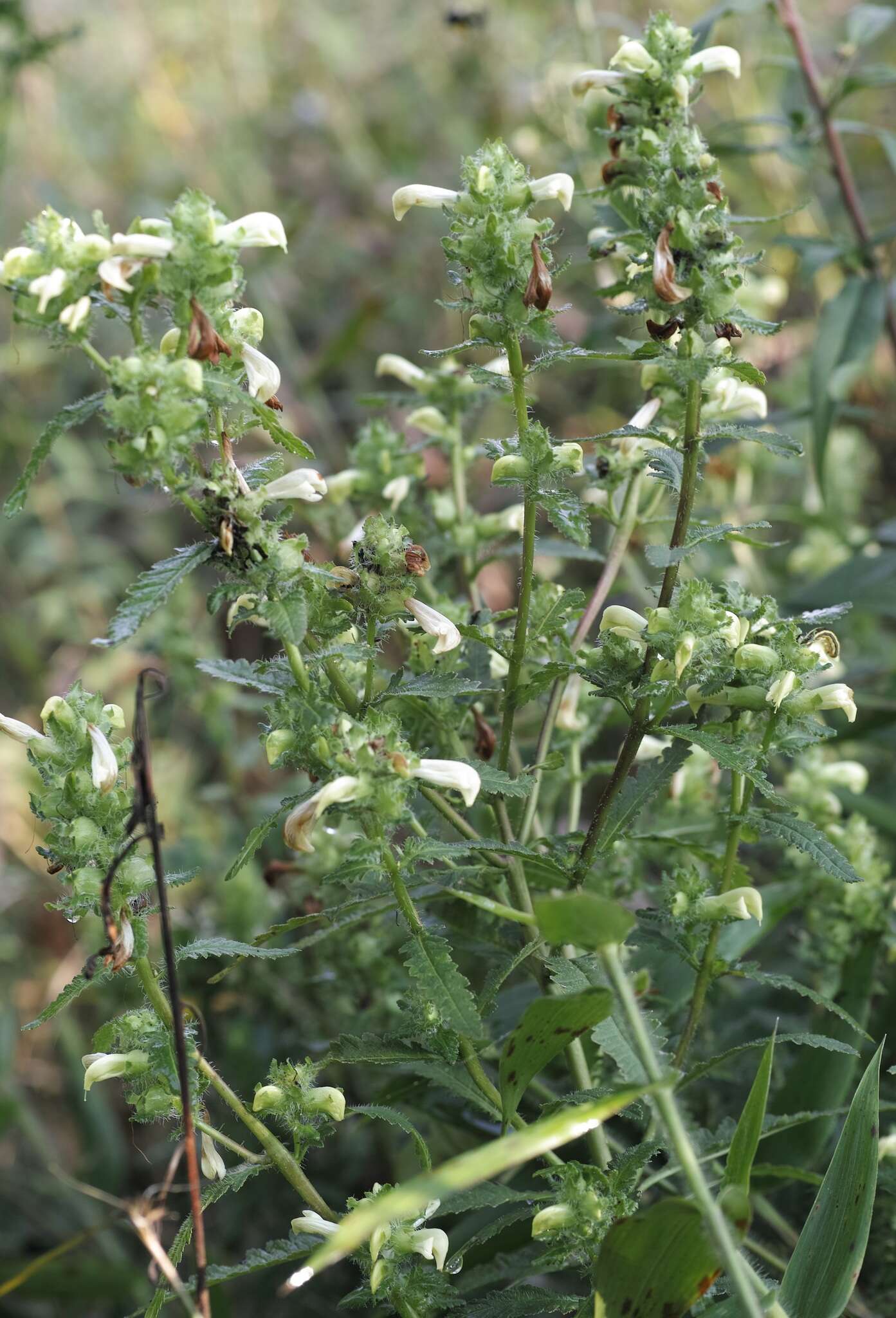 Image of swamp lousewort