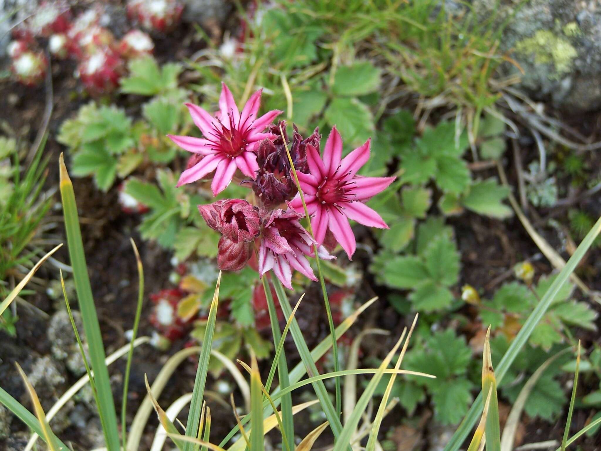 Image of Cobweb Houseleek