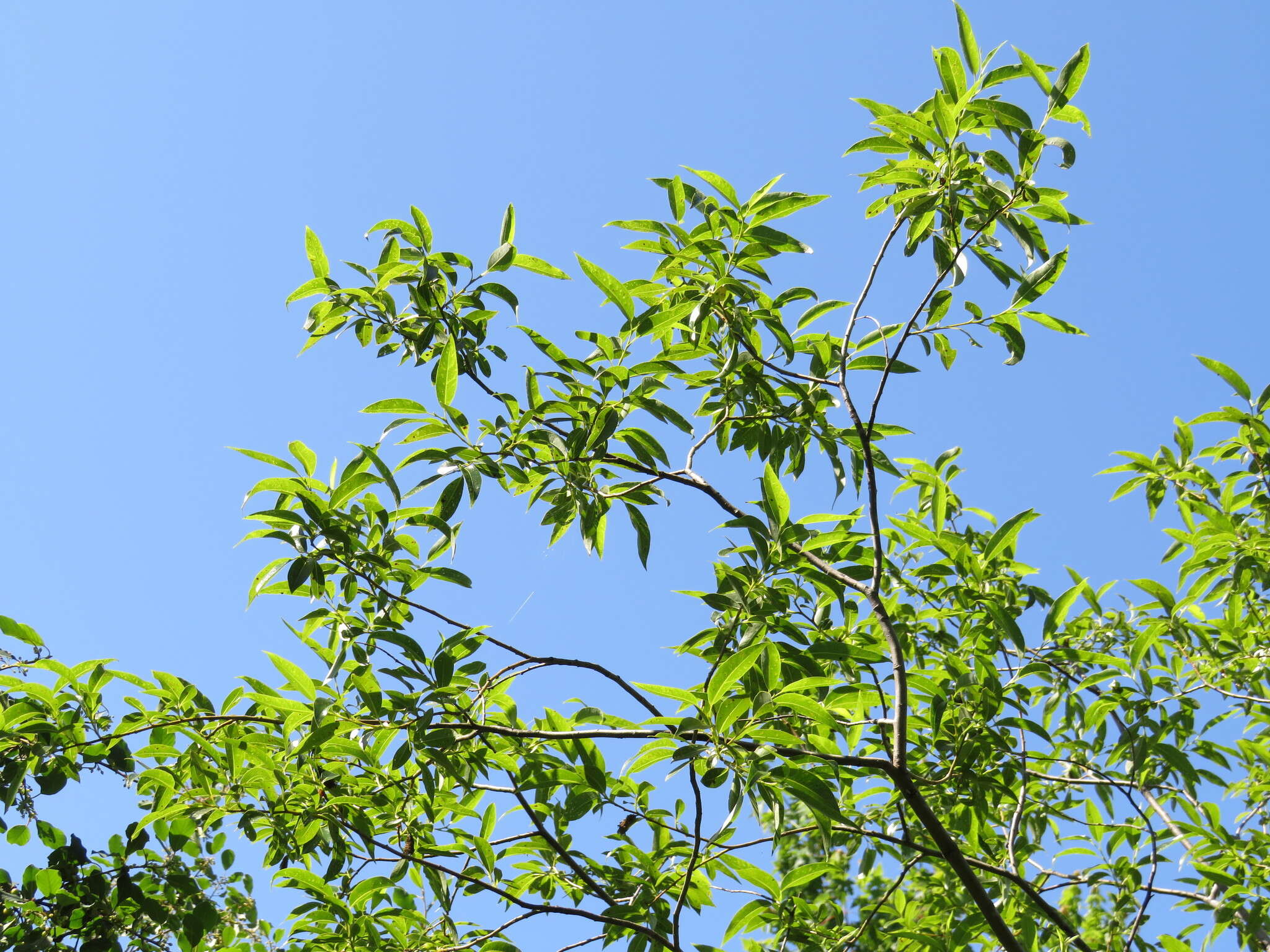 Image of Autumn Willow