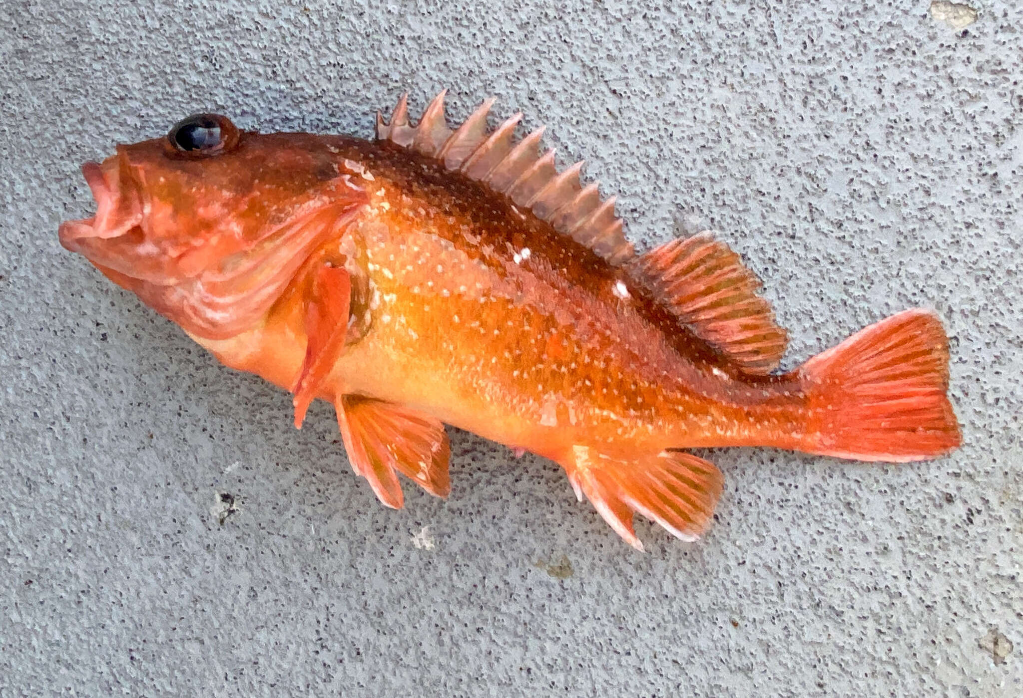 Image of Starry rockfish