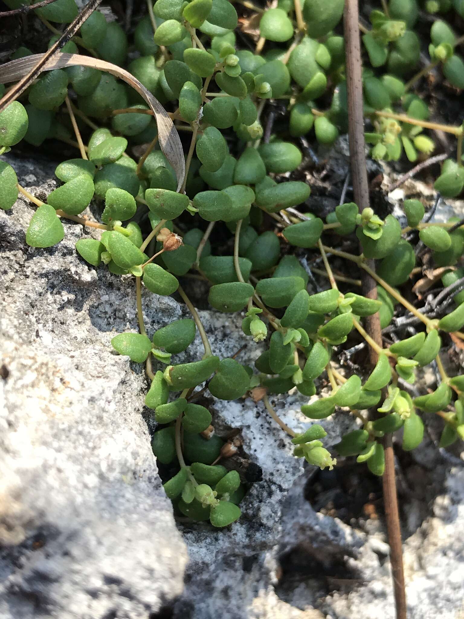 Image of Euphorbia deltoidea subsp. deltoidea