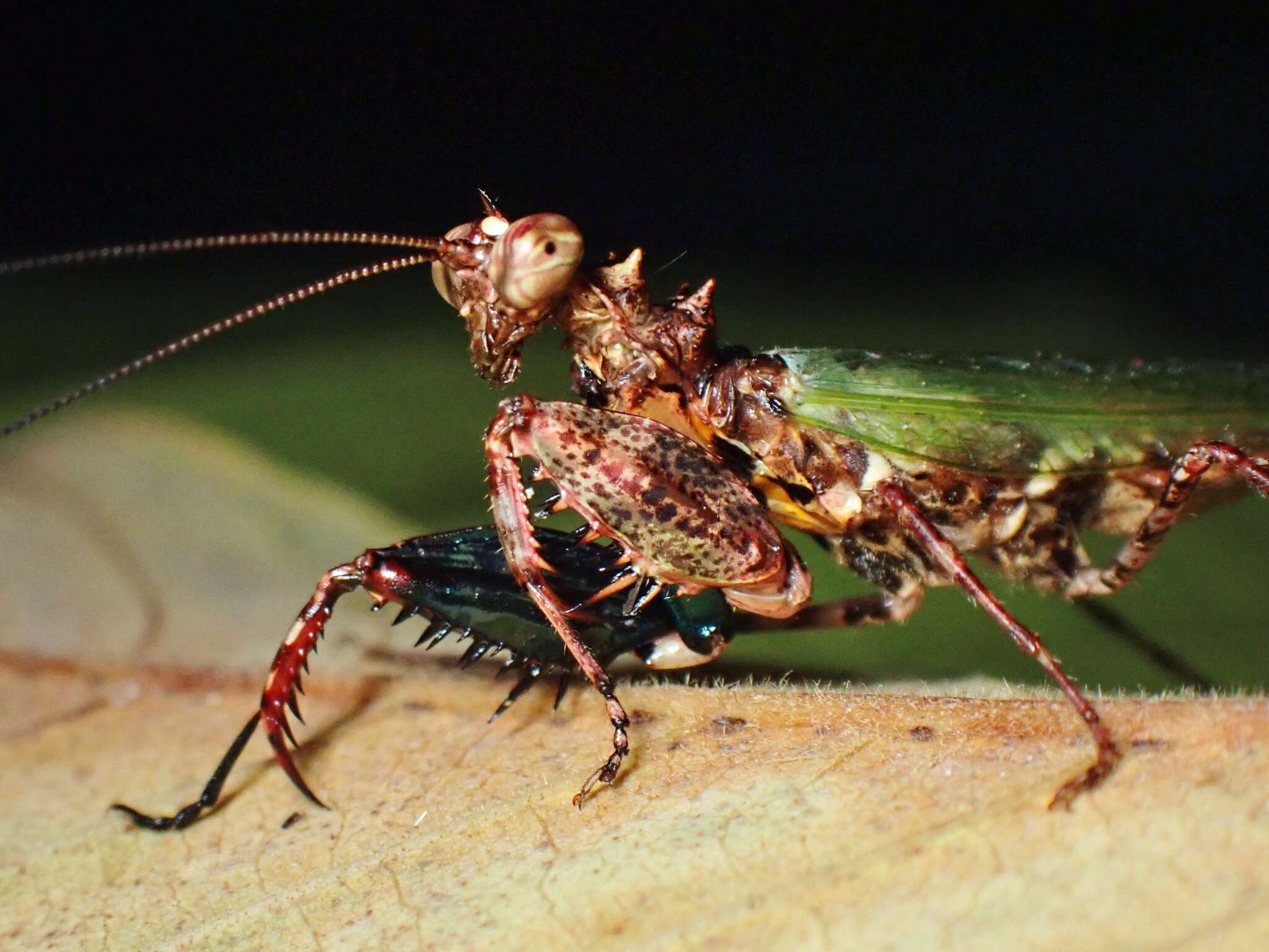 Image of Pachymantis piceifemur Roy 2013