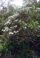 Imagem de Olearia townsonii Cheeseman