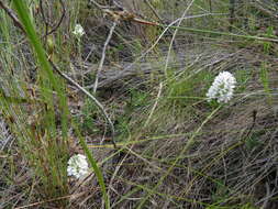 Image of Otholobium zeyheri (Harv.) C. H. Stirt.