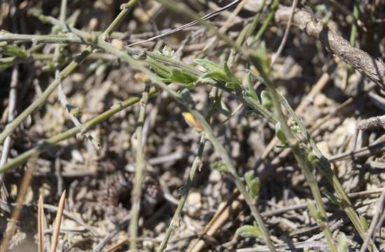 Слика од Genista depressa M. Bieb.