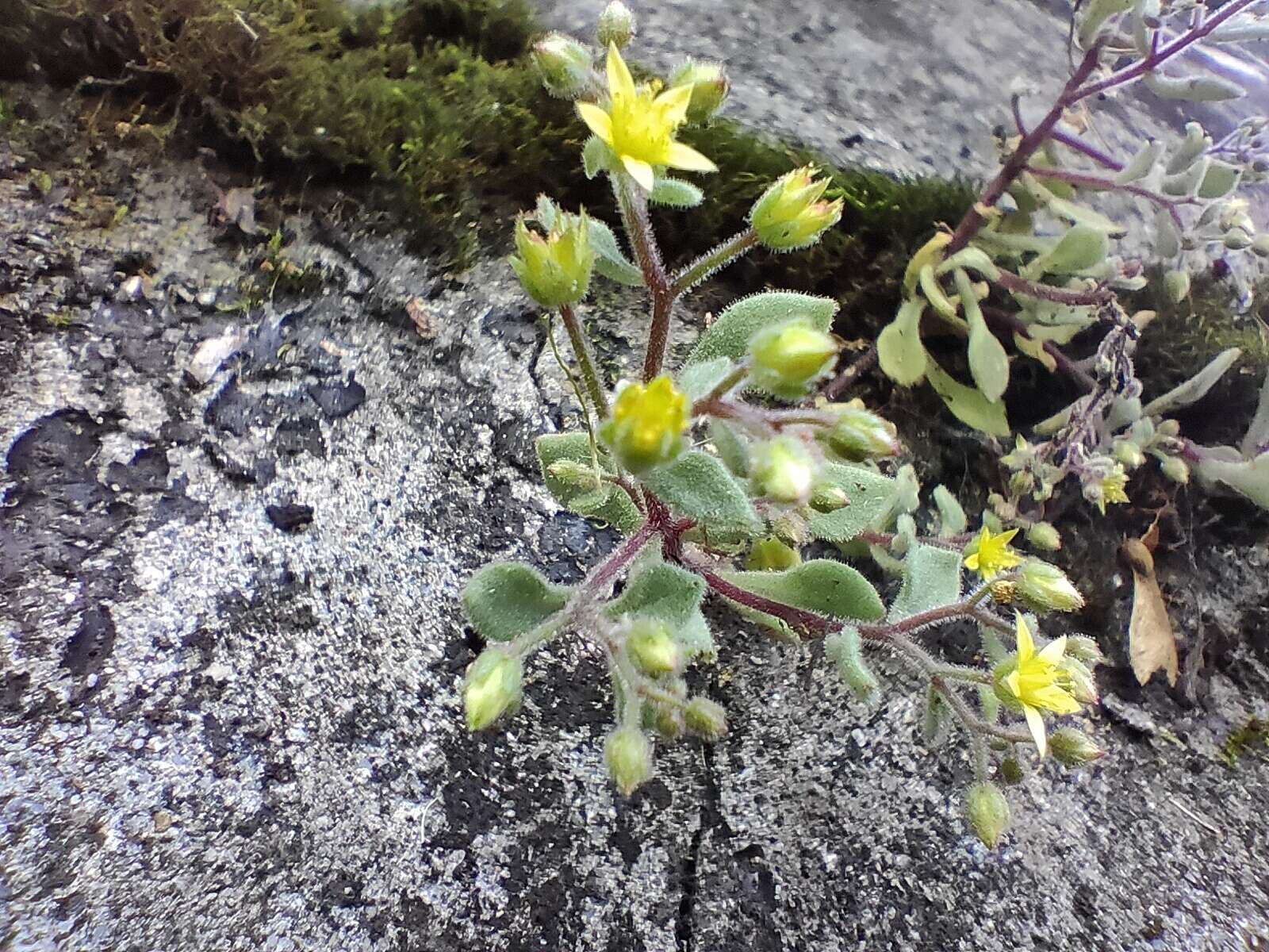 Image of Sedum stellariifolium Franch.