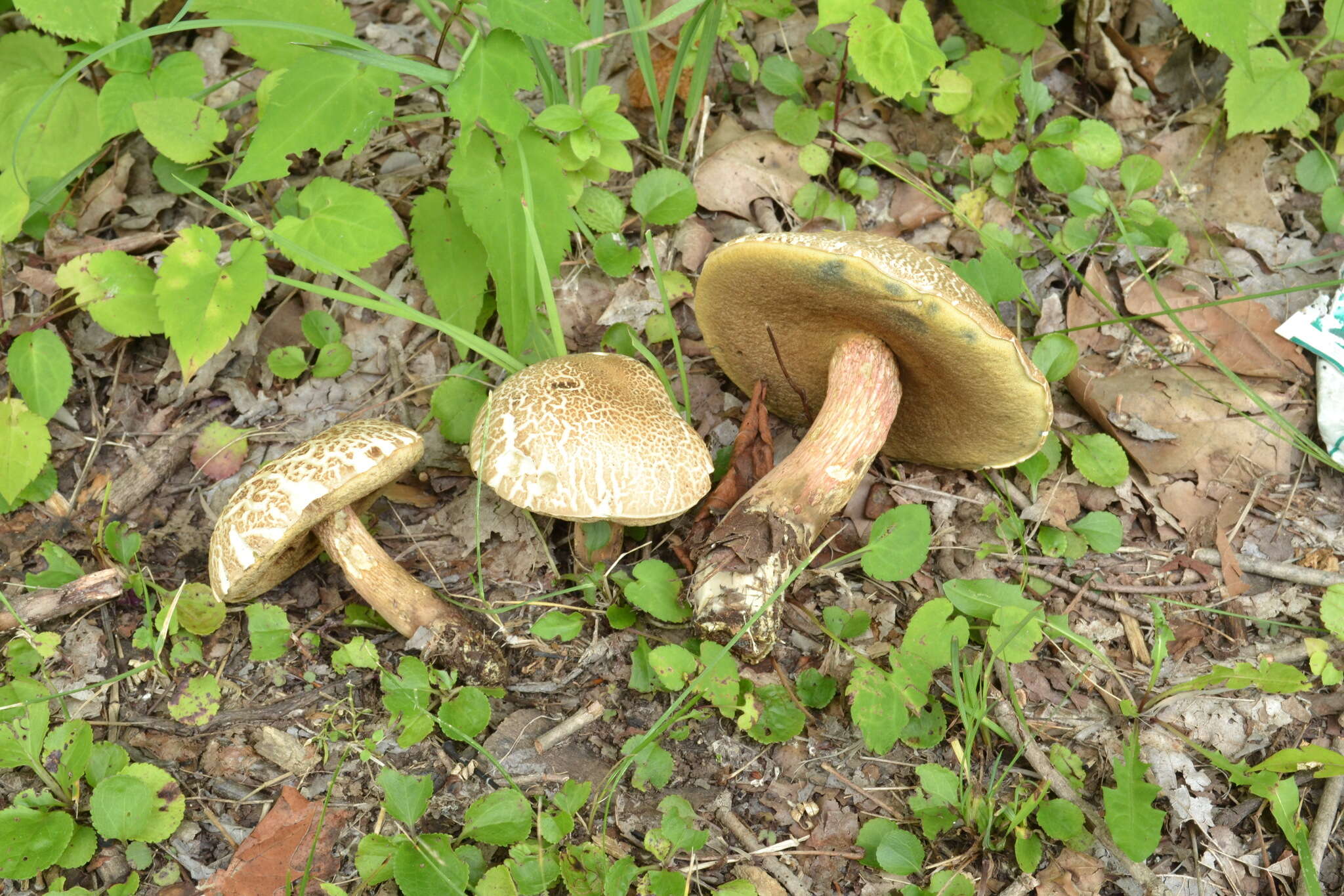 Imagem de Caloboletus inedulis (Murrill) Vizzini 2014