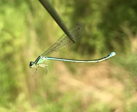 Image de Coenagrion ecornutum (Selys ex Selys & McLachlan 1872)