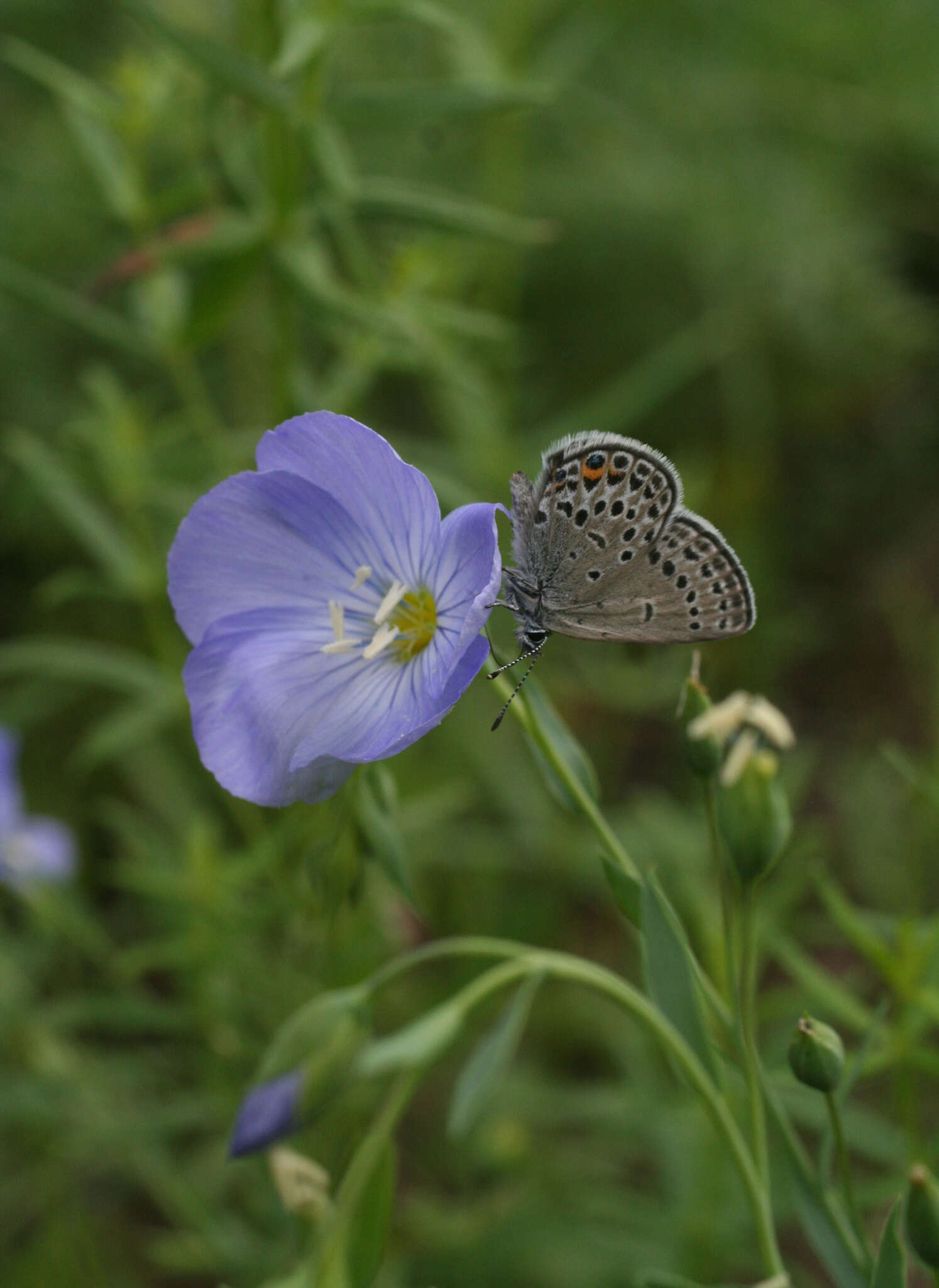 Imagem de Linum komarovii Juz.