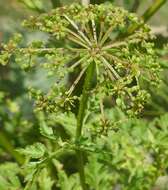 Image of Afroligusticum thodei (T. H. Arnold) Winter