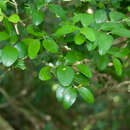 Image of Buxus liukiuensis (Makino) Makino