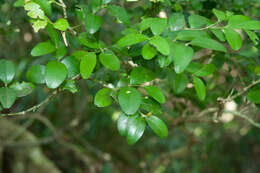 Sivun Buxus liukiuensis (Makino) Makino kuva