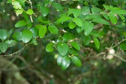 Image of Buxus liukiuensis (Makino) Makino