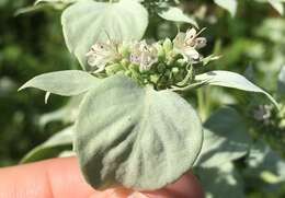 صورة Pycnanthemum floridanum E. Grant & Epling