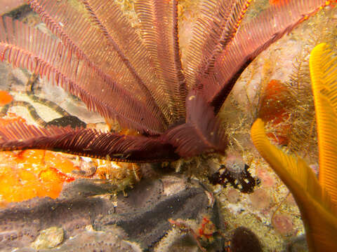 Image of elegant feather star