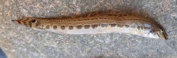 Image of Spined loach