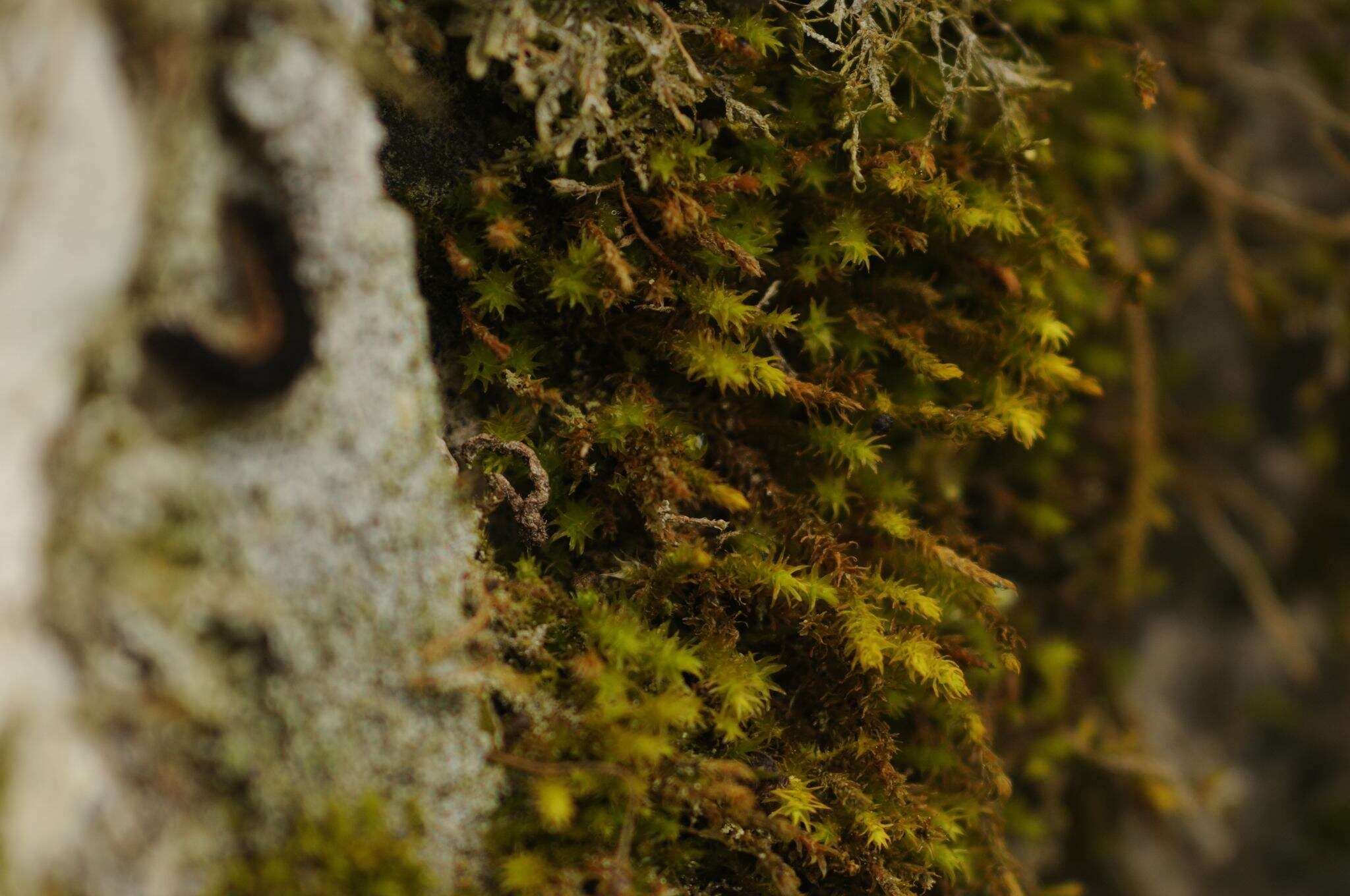 Image of rambling tail-moss