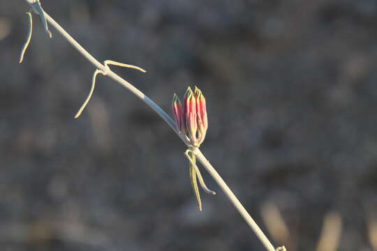 Image of Microloma incanum Decne.