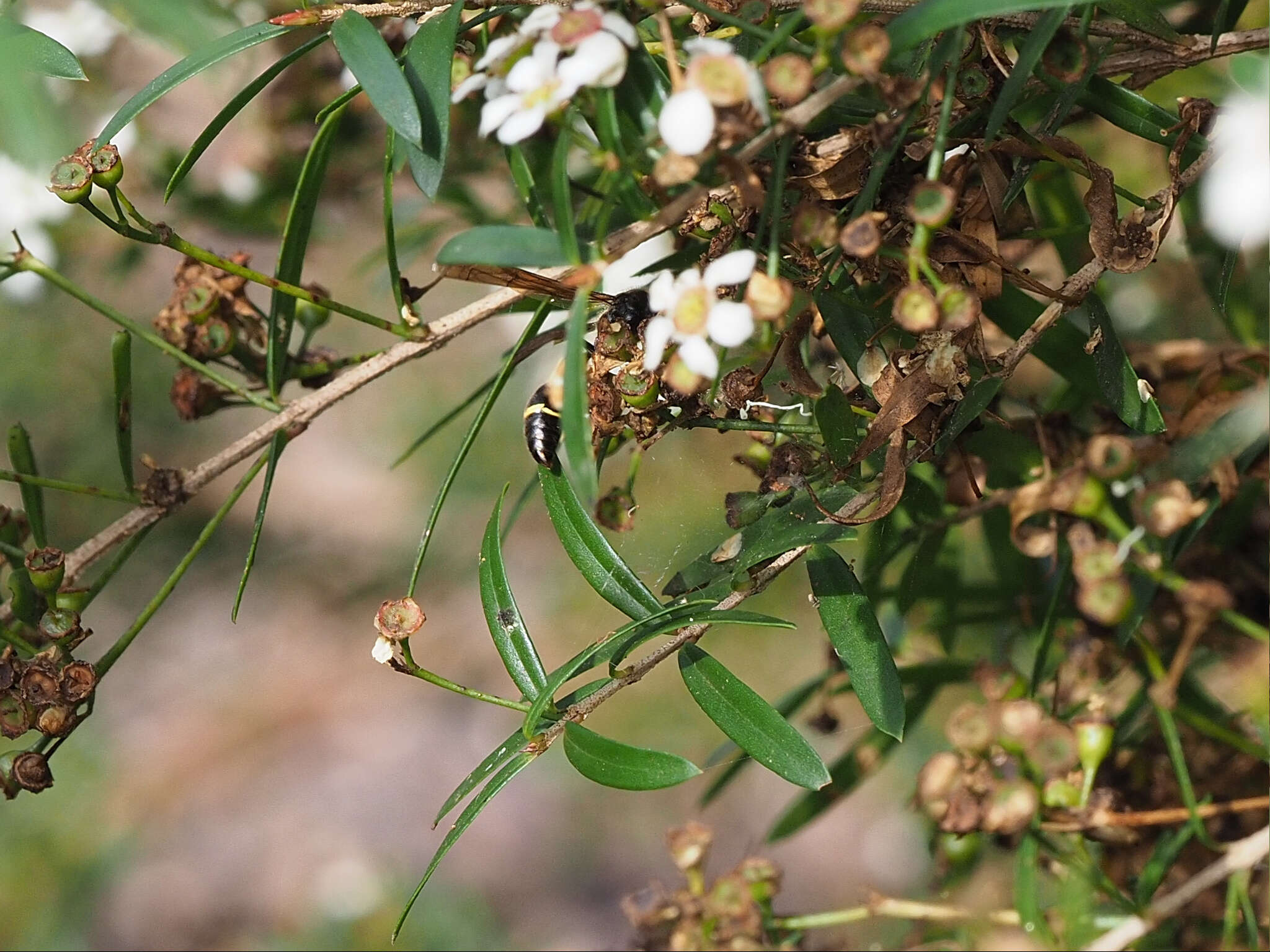 Image of Australozethus tasmaniensis Giordani Soika 1969