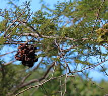 Слика од Dichrostachys cinerea subsp. africana Brenan & Brummitt