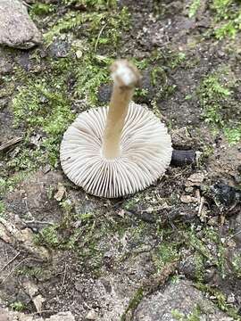 Plancia ëd Inocybe albodisca Peck 1898