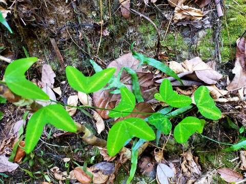 Image of Passiflora apetala Killip