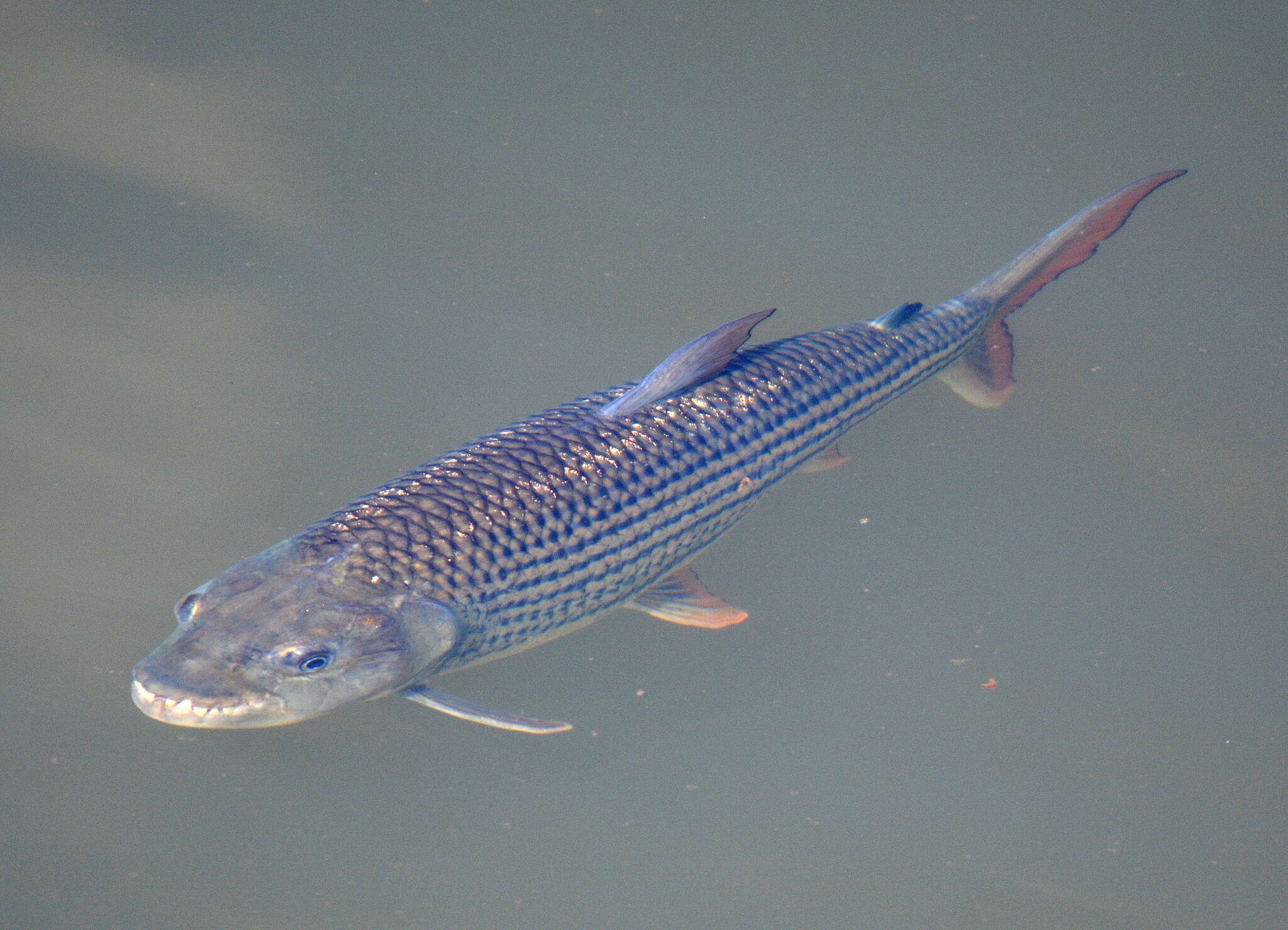 Image of Hydrocynus