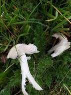 Image de Cuphophyllus fornicatus (Fr.) Lodge, Padamsee & Vizzini 2013