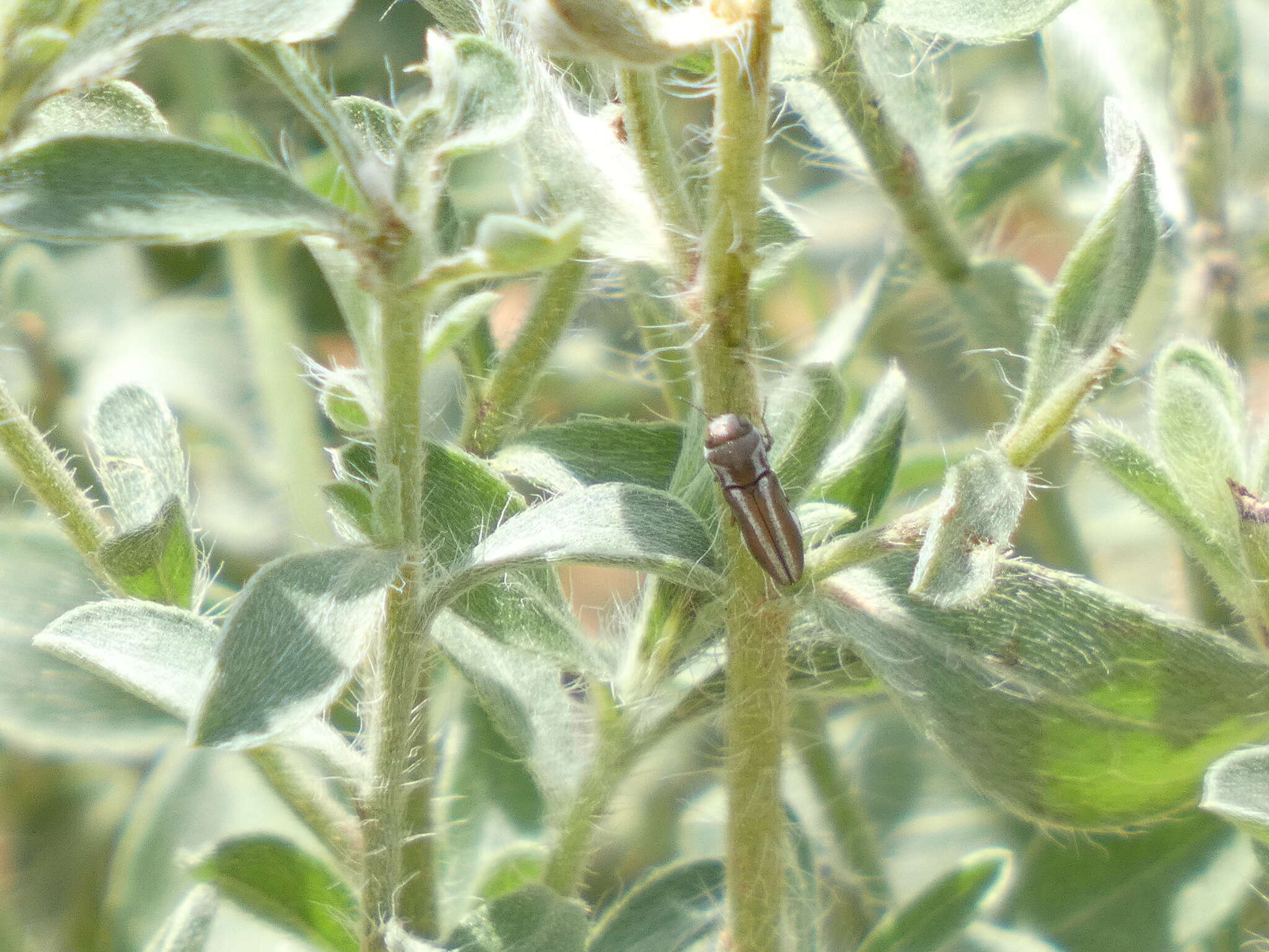 Image of Agrilus gibbicollis Fall 1901