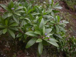 Image of Globularia amygdalifolia Webb