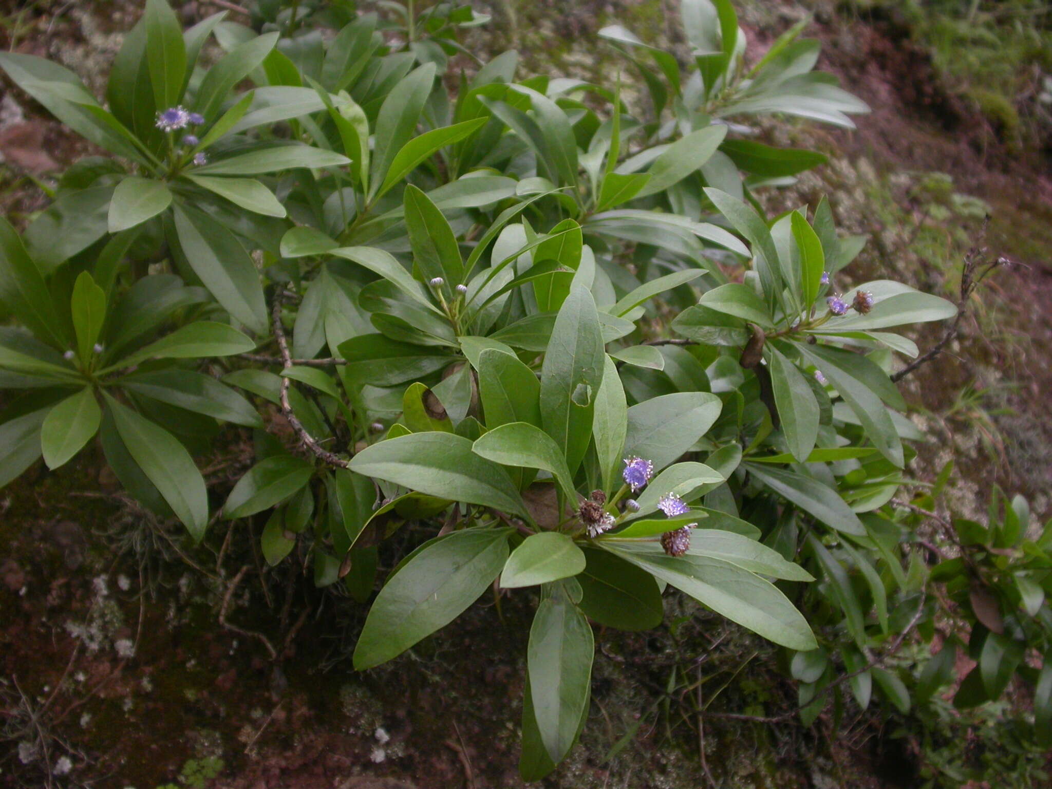 Image of Globularia amygdalifolia Webb