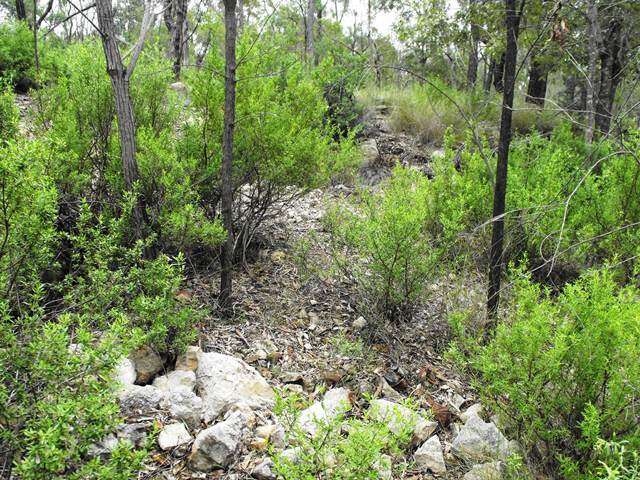 Image of Gaping Mint-bush